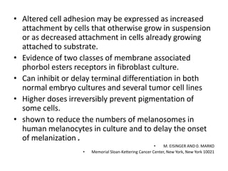 • Altered cell adhesion may be expressed as increased
attachment by cells that otherwise grow in suspension
or as decreased attachment in cells already growing
attached to substrate.
• Evidence of two classes of membrane associated
phorbol esters receptors in fibroblast culture.
• Can inhibit or delay terminal differentiation in both
normal embryo cultures and several tumor cell lines
• Higher doses irreversibly prevent pigmentation of
some cells.
• shown to reduce the numbers of melanosomes in
human melanocytes in culture and to delay the onset
of melanization .
•

•
M. EISINGER AND 0. MARKO
Memorial Sloan-Kettering Cancer Center, New York, New York 10021

 