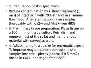 • 2. Sterilization of skin specimens:
• Reduce contamination by a short treatment (1
min) of intact skin with 70% ethanol in a laminar
flow hood. After sterilization, rinse samples
thoroughly with Ca2+- and Mg2+-free HBSS.
• 3. Preliminary tissue preparation: Place tissue on
a 100-mm nontissue-culture Petri dish, and
remove most of the sc fat and membranous
material with curved scissors.
• 4. Adjustment of tissue size for enzymatic digest:
To improve reagent penetration,cut the skin
samples into small pieces (approx 5 × 5 mm2)
rinsed in Ca2+- and Mg2+-free HBSS.

 