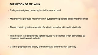 • Embryonic origin of melanocytes is the neural crest
• Melanocytes produce melanin within cytoplasmic packets called melanosomes
• These contain greater amounts of melanin in darker skinned individuals
• The melanin is distributed to keratinocytes via dendrites when stimulated by
exposure to ultraviolet radiation
• Cramer proposed the theory of melanocytic differentiation pathway
FORMATION OF MELANIN
 