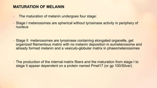 MATURATION OF MELANIN
• The maturation of melanin undergoes four stage:
• Stage I melanosomes are spherical without tyrosinase activity in periphery of
nucleus
• Stage II melanosomes are tyrosinase containing elongated organelle, get
organized filamentous matrix with no melanin deposition in eumelanosome and
already formed melanin and a vesiculo-globular matrix in phaeomelanosomes
• The production of the internal matrix fibers and the maturation from stage I to
stage II appear dependent on a protein named Pmel17 (or gp 100/Silver)
 