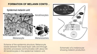 Schematic of a melanocyte
showing melanin production
FORMATION OF MELANIN CONTD…
Scheme of the epidermis structure: Melanocyte
reside between the basal layer cells and through
dendritic processes communicates with about 30-
40 keratinocytes in the epidermal melanin unit.
 