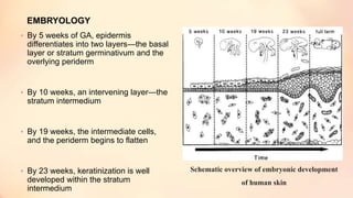 EMBRYOLOGY
• By 5 weeks of GA, epidermis
differentiates into two layers—the basal
layer or stratum germinativum and the
overlying periderm
• By 10 weeks, an intervening layer—the
stratum intermedium
• By 19 weeks, the intermediate cells,
and the periderm begins to flatten
• By 23 weeks, keratinization is well
developed within the stratum
intermedium
Schematic overview of embryonic development
of human skin
 