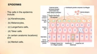 EPIDERMIS
• The cells in the epidermis
include:
• (a) Keratinocytes,
• (b) Melanocytes,
• (c) Langerhans cells,
• (d) Toker cells
• (in certain anatomic locations)
and
• (e) Merkel cells.
 