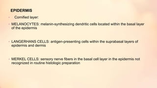 EPIDERMIS
• Cornified layer:
• MELANOCYTES: melanin-synthesizing dendritic cells located within the basal layer
of the epidermis
• LANGERHANS CELLS: antigen-presenting cells within the suprabasal layers of
epidermis and dermis
• MERKEL CELLS: sensory nerve fibers in the basal cell layer in the epidermis not
recognized in routine histologic preparation
 