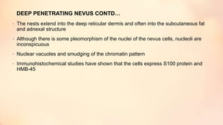 DEEP PENETRATING NEVUS CONTD…
• The nests extend into the deep reticular dermis and often into the subcutaneous fat
and adnexal structure
• Although there is some pleomorphism of the nuclei of the nevus cells, nucleoli are
inconspicuous
• Nuclear vacuoles and smudging of the chromatin pattern
• Immunohistochemical studies have shown that the cells express S100 protein and
HMB-45
 