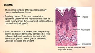 DERMIS
• The dermis consists of two zones: papillary
dermis and reticular dermis
• Papillary dermis: Thin zone beneath the
epidermis (between rete ridges) and is seen as
loose meshwork of thin, organized collagen fibres
predominantly of type 3
• Reticular dermis: It is thicker than the papillary
dermis and is predominantly composed of type I
collagen. Adnexal structures like hair shaft,
sebaceous glands, sweat glands and deep
vascular plexuses are present
Histology of normal epidermis and
superficial dermis
 