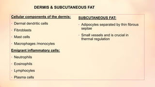 DERMIS & SUBCUTANEOUS FAT
Cellular components of the dermis:
• Dermal dendritic cells
• Fibroblasts
• Mast cells
• Macrophages /monocytes
Emigrant inflammatory cells:
• Neutrophils
• Eosinophils
• Lymphocytes
• Plasma cells
SUBCUTANEOUS FAT:
• Adipocytes separated by thin fibrous
septae
• Small vessels and is crucial in
thermal regulation
 