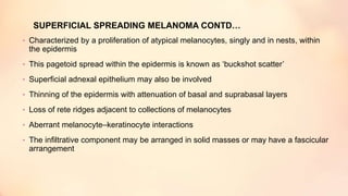 SUPERFICIAL SPREADING MELANOMA CONTD…
• Characterized by a proliferation of atypical melanocytes, singly and in nests, within
the epidermis
• This pagetoid spread within the epidermis is known as ‘buckshot scatter’
• Superficial adnexal epithelium may also be involved
• Thinning of the epidermis with attenuation of basal and suprabasal layers
• Loss of rete ridges adjacent to collections of melanocytes
• Aberrant melanocyte–keratinocyte interactions
• The infiltrative component may be arranged in solid masses or may have a fascicular
arrangement
 