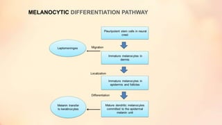 MELANOCYTIC DIFFERENTIATION PATHWAY
 