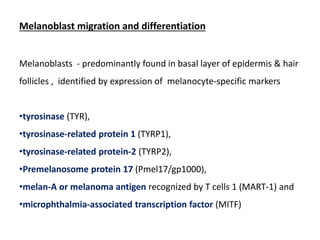 Melanoblast migration and differentiation
Melanoblasts - predominantly found in basal layer of epidermis & hair
follicles , identified by expression of melanocyte-specific markers
•tyrosinase (TYR),
•tyrosinase-related protein 1 (TYRP1),
•tyrosinase-related protein-2 (TYRP2),
•Premelanosome protein 17 (Pmel17/gp1000),
•melan-A or melanoma antigen recognized by T cells 1 (MART-1) and
•microphthalmia-associated transcription factor (MITF)
 