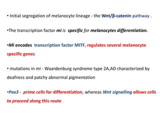 • Initial segregation of melanocyte lineage - the Wnt/β‐catenin pathway .
•The transcription factor mi is specific for melanocytes differentiation.
•Mi encodes transcription factor MITF, regulates several melanocyte
specific genes
• mutations in mi - Waardenburg syndrome type 2A,AD characterized by
deafness and patchy abnormal pigmentation
•Pax3 - prime cells for differentiation, whereas Wnt signalling allows cells
to proceed along this route
 