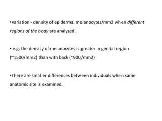 •Variation - density of epidermal melanocytes/mm2 when different
regions of the body are analyzed ,
• e.g. the density of melanocytes is greater in genital region
(~1500/mm2) than with back (~900/mm2)
•There are smaller differences between individuals when same
anatomic site is examined.
 