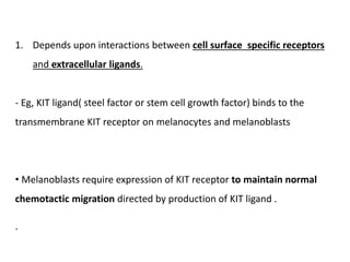 1. Depends upon interactions between cell surface specific receptors
and extracellular ligands.
- Eg, KIT ligand( steel factor or stem cell growth factor) binds to the
transmembrane KIT receptor on melanocytes and melanoblasts
• Melanoblasts require expression of KIT receptor to maintain normal
chemotactic migration directed by production of KIT ligand .
.
 