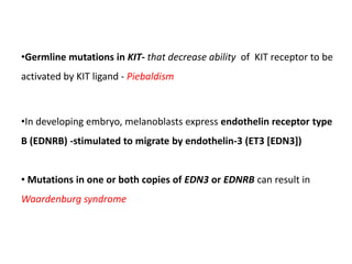 •Germline mutations in KIT- that decrease ability of KIT receptor to be
activated by KIT ligand - Piebaldism
•In developing embryo, melanoblasts express endothelin receptor type
B (EDNRB) -stimulated to migrate by endothelin-3 (ET3 [EDN3])
• Mutations in one or both copies of EDN3 or EDNRB can result in
Waardenburg syndrome
 