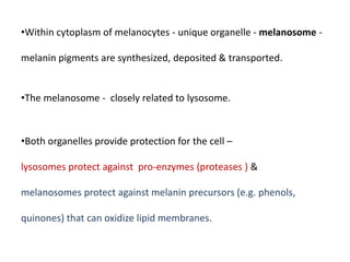 •Within cytoplasm of melanocytes - unique organelle - melanosome -
melanin pigments are synthesized, deposited & transported.
•The melanosome - closely related to lysosome.
•Both organelles provide protection for the cell –
lysosomes protect against pro-enzymes (proteases ) &
melanosomes protect against melanin precursors (e.g. phenols,
quinones) that can oxidize lipid membranes.
 
