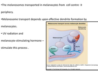 •The melanosomes transported in melanocytes from cell centre →
periphery.
•Melanosome transport depends upon effective dendrite formation by
melanocytes.
• UV radiation and
melanocyte‐stimulating hormone –
stimulate this process .
 