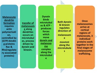 Melanocyte
dendrite
formation
requires
actin
polymerizati
on,
controlled by
(GTP)‐bindin
g proteins
Rac &
Rho(regulato
ry associated
proteins)
transfer of
melanosom
e along
dendrites
occurs on
microtubul
es, process
driven by
dynein and
kinesin.
Dynein
binds
microtubul
es & ATP -
produces
forces
which
move
dynein and
melanoso
me
complex
along the
microtubul
e
Both dynein
& kinesin
regulates
direction of
melanosom
e
movmnt
along the
microtubule
s
Once
melanosomes
arrive at
cortical
regions of
melanocyte, 3
individual
proteins work
together in the
final stages of
melanosome
trafficking.
 