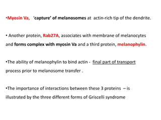 •Myosin Va, ‘capture’ of melanosomes at actin‐rich tip of the dendrite.
• Another protein, Rab27A, associates with membrane of melanocytes
and forms complex with myosin Va and a third protein, melanophylin.
•The ability of melanophylin to bind actin - final part of transport
process prior to melanosome transfer .
•The importance of interactions between these 3 proteins – is
illustrated by the three different forms of Griscelli syndrome
 