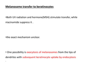 Melanosome transfer to keratinocytes
•Both UV radiation and hormone(MSH) stimulate transfer, while
niacinamide suppress it .
•the exact mechanism unclear.
• One possibility is exocytosis of melanosomes from the tips of
dendrites with subsequent keratinocyte uptake by endocytosis
.
 