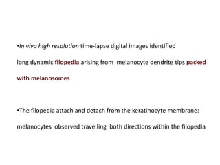 •In vivo high resolution time‐lapse digital images identified
long dynamic filopedia arising from melanocyte dendrite tips packed
with melanosomes
•The filopedia attach and detach from the keratinocyte membrane:
melanocytes observed travelling both directions within the filopedia
 