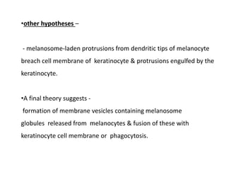 •other hypotheses –
- melanosome‐laden protrusions from dendritic tips of melanocyte
breach cell membrane of keratinocyte & protrusions engulfed by the
keratinocyte.
•A final theory suggests -
formation of membrane vesicles containing melanosome
globules released from melanocytes & fusion of these with
keratinocyte cell membrane or phagocytosis.
 