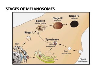 STAGES OF MELANOSOMES
 