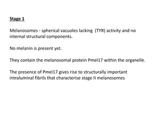 Stage 1
Melanosomes - spherical vacuoles lacking (TYR) activity and no
internal structural components.
No melanin is present yet.
They contain the melanosomal protein Pmel17 within the organelle.
The presence of Pmel17 gives rise to structurally important
intraluminal fibrils that characterise stage II melanosomes
 
