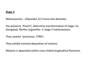 Stage 2
Melanosomes - ellipsoidal, 0.5 micro-mm diameter.
the presence Pmel17, determine transformation of stage I to
elongated, fibrillar organelles → stage II melanosomes.
They contain tyrosinase, TYRP1.
They exhibit minimal deposition of melanin.
Melanin is deposited within cross-linked longitudinal filaments.
 