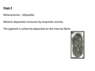 Stage 3
Melanosomes - ellipsoidal.
Melanin deposition increases by enzymatic activity
The pigment is uniformly deposited on the internal fibrils
 