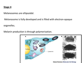 Stage 4
Melanosomes are ellipsoidal.
Melanosome is fully developed and is filled with electron-opaque
organelles.
Melanin production is through polymerization.
 