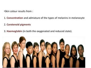 •Skin colour results from :
1. Concentration and admixture of the types of melanins in melanocyte
2. Carotenoid pigments
3. Haemoglobin (in both the oxygenated and reduced state).
 