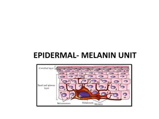 EPIDERMAL- MELANIN UNIT
 