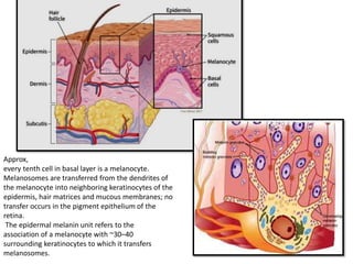 Approx,
every tenth cell in basal layer is a melanocyte.
Melanosomes are transferred from the dendrites of
the melanocyte into neighboring keratinocytes of the
epidermis, hair matrices and mucous membranes; no
transfer occurs in the pigment epithelium of the
retina.
The epidermal melanin unit refers to the
association of a melanocyte with ~30–40
surrounding keratinocytes to which it transfers
melanosomes.
 