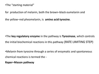 •The “starting material”
for production of melanin, both the brown–black eumelanin and
the yellow–red pheomelanin, is amino acid tyrosine.
•The key regulatory enzyme in the pathway is Tyrosinase, which controls
the initial biochemical reactions in this pathway (RATE LIMITING STEP)
•Melanin from tyrosine through a series of enzymatic and spontaneous
chemical reactions is termed the -
Raper–Mason pathway
 