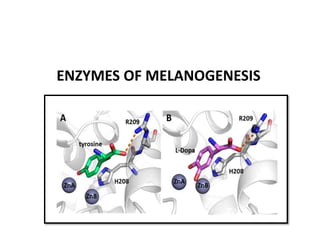 ENZYMES OF MELANOGENESIS
 
