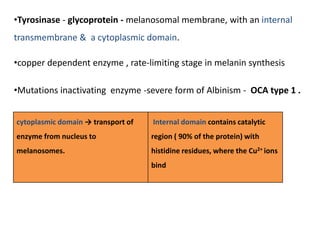•Tyrosinase - glycoprotein - melanosomal membrane, with an internal
transmembrane & a cytoplasmic domain.
•copper dependent enzyme , rate-limiting stage in melanin synthesis
•Mutations inactivating enzyme -severe form of Albinism - OCA type 1 .
cytoplasmic domain → transport of
enzyme from nucleus to
melanosomes.
Internal domain contains catalytic
region ( 90% of the protein) with
histidine residues, where the Cu2+ ions
bind
 