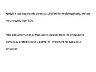 •Enzyme use superoxide anion as substrate for melanogenesis, protect
melanocytes from ROS
•The phosphorylation of two serine residues from the cytoplasmic
domain by protein kinase C-β (PKC-β) - important for tyrosinase
activation.
 