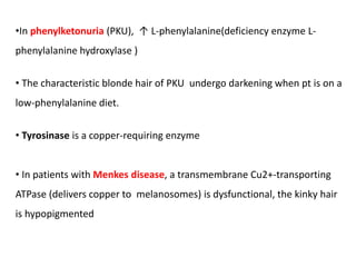 •In phenylketonuria (PKU), ↑ L-phenylalanine(deficiency enzyme L-
phenylalanine hydroxylase )
• The characteristic blonde hair of PKU undergo darkening when pt is on a
low-phenylalanine diet.
• Tyrosinase is a copper-requiring enzyme
• In patients with Menkes disease, a transmembrane Cu2+-transporting
ATPase (delivers copper to melanosomes) is dysfunctional, the kinky hair
is hypopigmented
 