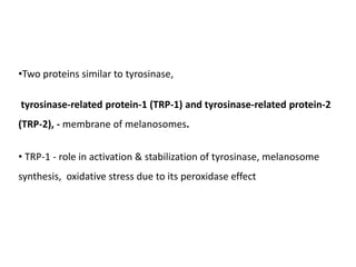 •Two proteins similar to tyrosinase,
tyrosinase-related protein-1 (TRP-1) and tyrosinase-related protein-2
(TRP-2), - membrane of melanosomes.
• TRP-1 - role in activation & stabilization of tyrosinase, melanosome
synthesis, oxidative stress due to its peroxidase effect
 