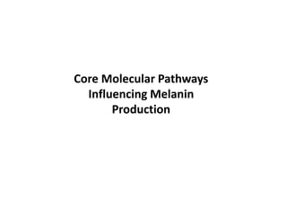 Core Molecular Pathways
Influencing Melanin
Production
 
