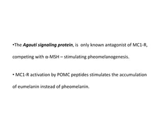 •The Agouti signaling protein, is only known antagonist of MC1-R,
competing with α-MSH – stimulating pheomelanogenesis.
• MC1-R activation by POMC peptides stimulates the accumulation
of eumelanin instead of pheomelanin.
 