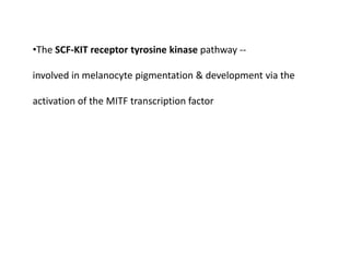 •The SCF-KIT receptor tyrosine kinase pathway --
involved in melanocyte pigmentation & development via the
activation of the MITF transcription factor
 