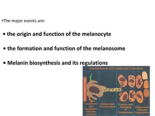 •The major events are:
• the origin and function of the melanocyte
• the formation and function of the melanosome
• Melanin biosynthesis and its regulations
 