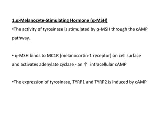 1.ᾳ-Melanocyte-Stimulating Hormone (ᾳ-MSH)
•The activity of tyrosinase is stimulated by ᾳ-MSH through the cAMP
pathway.
• ᾳ-MSH binds to MC1R (melanocortin-1 receptor) on cell surface
and activates adenylate cyclase - an ↑ intracellular cAMP
•The expression of tyrosinase, TYRP1 and TYRP2 is induced by cAMP
 