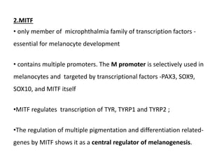 2.MITF
• only member of microphthalmia family of transcription factors -
essential for melanocyte development
• contains multiple promoters. The M promoter is selectively used in
melanocytes and targeted by transcriptional factors -PAX3, SOX9,
SOX10, and MITF itself
•MITF regulates transcription of TYR, TYRP1 and TYRP2 ;
•The regulation of multiple pigmentation and differentiation related-
genes by MITF shows it as a central regulator of melanogenesis.
 