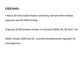 4.SOX family –
• About 20 transcription factors containing domains that mediate
sequence-specific DNA binding.
•9 groups of SOX proteins known in mammals (SOXA, B1, B2 and C–H).
•SOXE includes SOX9 and 10 - essential developmental regulators of
melanogenesis.
 