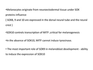 •Melanocytes originate from neuroectodermal tissue under SOX
proteins influence
( SOX8, 9 and 10 are expressed in the dorsal neural tube and the neural
crest )
•SOX10 controls transcription of MITF ;critical for melanogenesis
•In the absence of SOX10, MITF cannot induce tyrosinase.
• The most important role of SOX9 in melanoblast development - ability
to induce the expression of SOX10
 