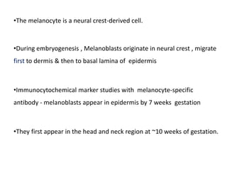 •The melanocyte is a neural crest-derived cell.
•During embryogenesis , Melanoblasts originate in neural crest , migrate
first to dermis & then to basal lamina of epidermis
•Immunocytochemical marker studies with melanocyte‐specific
antibody - melanoblasts appear in epidermis by 7 weeks gestation
•They first appear in the head and neck region at ~10 weeks of gestation.
 