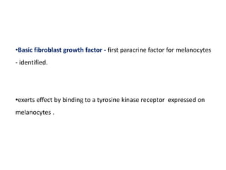 •Basic fibroblast growth factor - first paracrine factor for melanocytes
- identified.
•exerts effect by binding to a tyrosine kinase receptor expressed on
melanocytes .
 