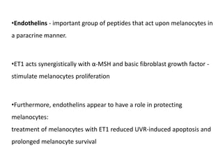 •Endothelins - important group of peptides that act upon melanocytes in
a paracrine manner.
•ET1 acts synergistically with α‐MSH and basic fibroblast growth factor -
stimulate melanocytes proliferation
•Furthermore, endothelins appear to have a role in protecting
melanocytes:
treatment of melanocytes with ET1 reduced UVR‐induced apoptosis and
prolonged melanocyte survival
 